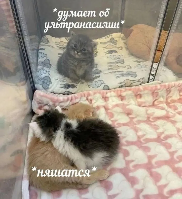 Untitled meme
