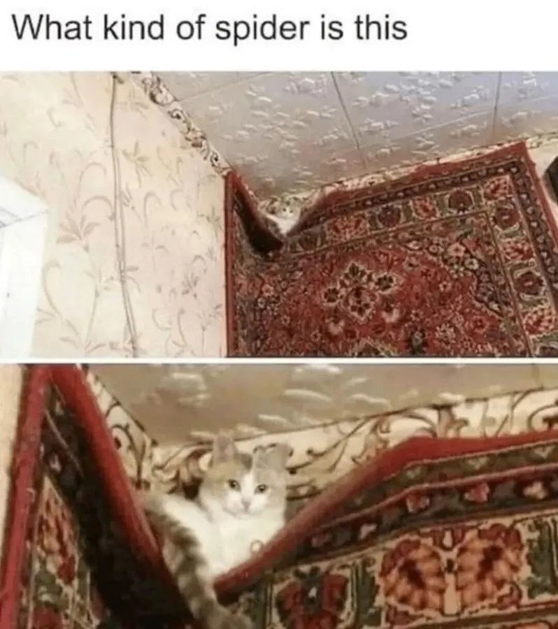Untitled meme