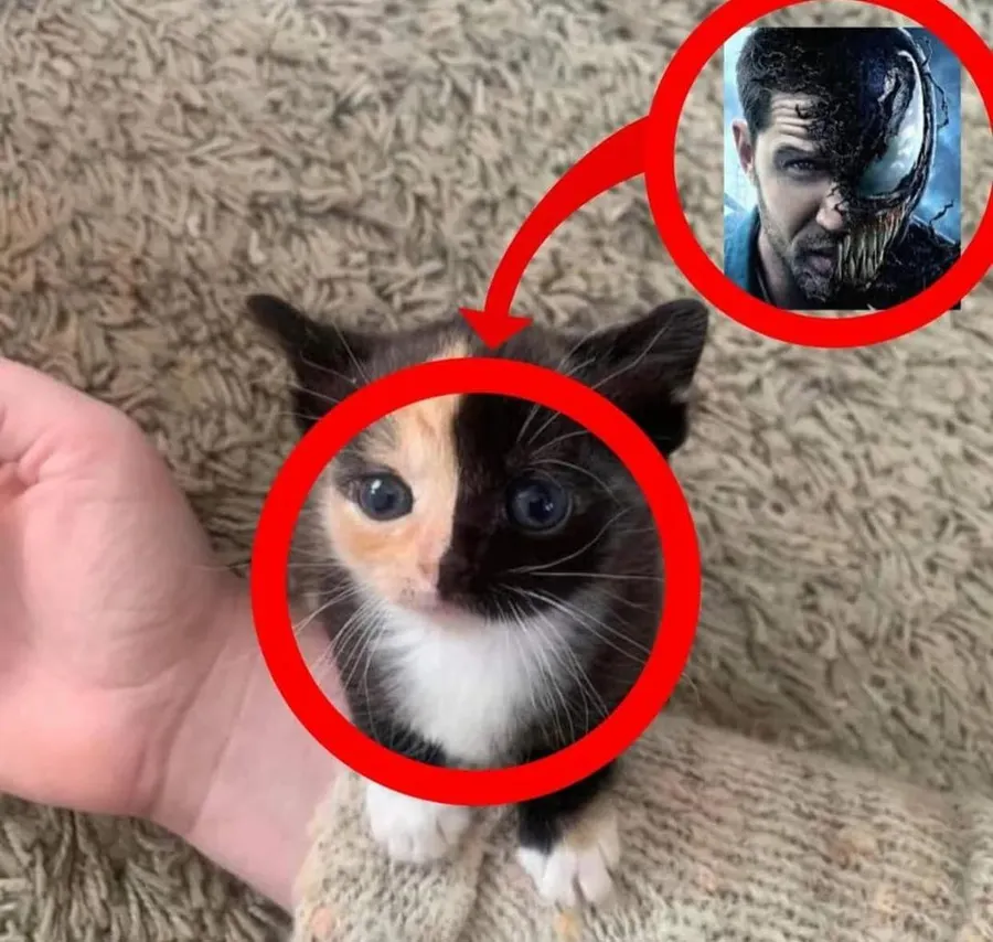 Untitled meme