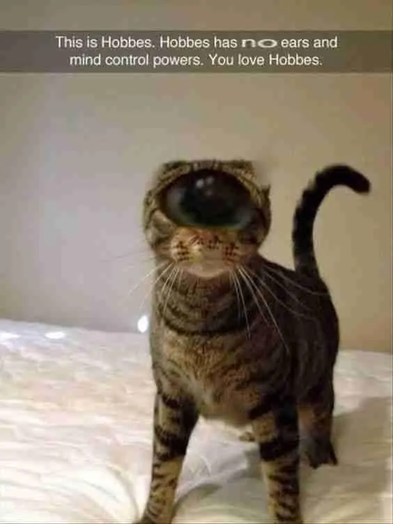 Untitled meme