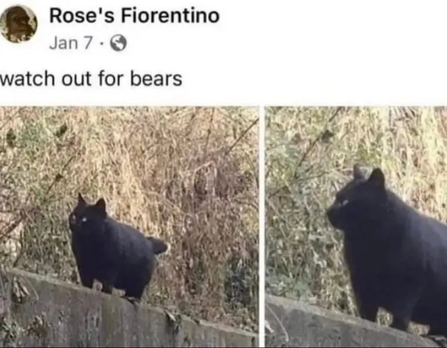Untitled meme