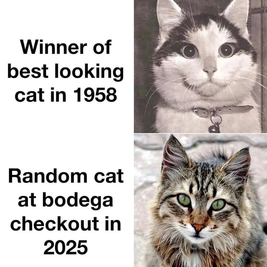 Untitled meme