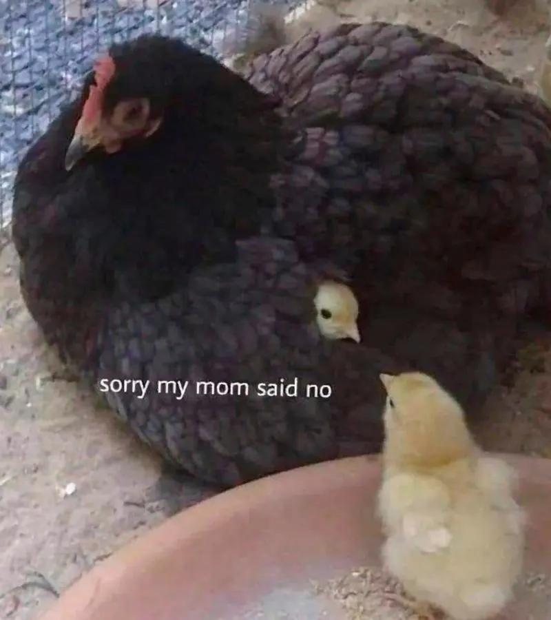 Untitled meme