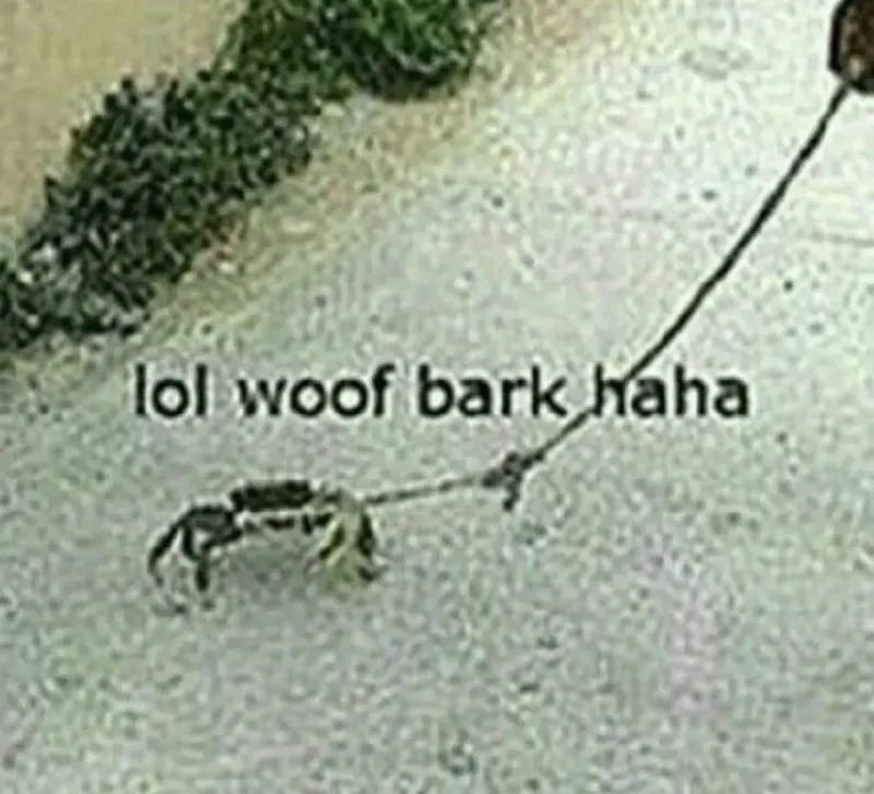 Untitled meme