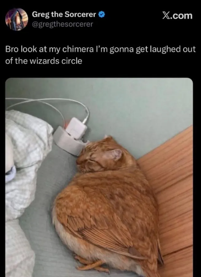 Untitled meme