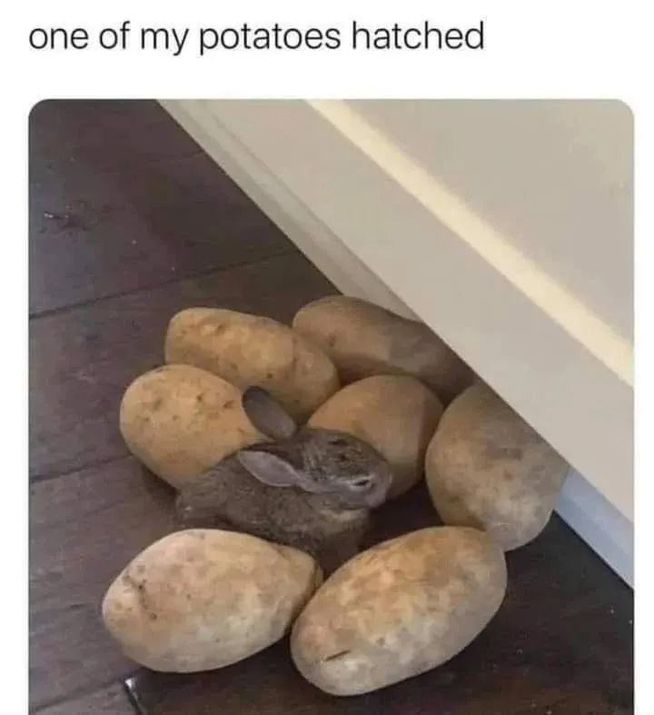 Untitled meme