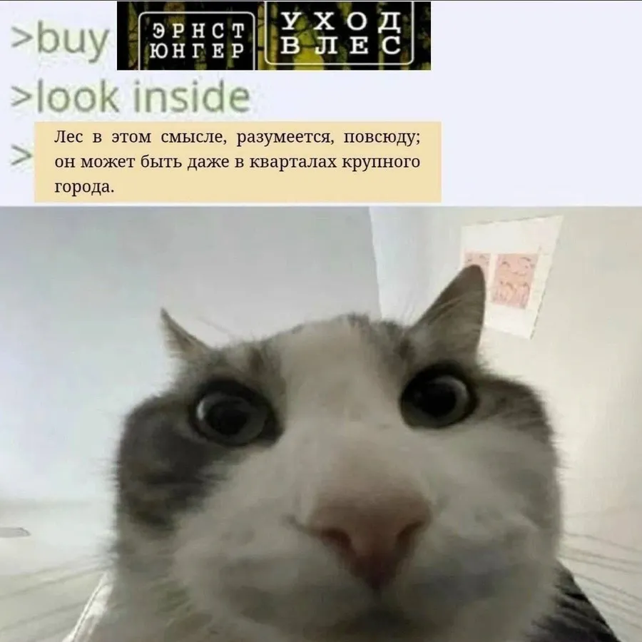 Untitled meme