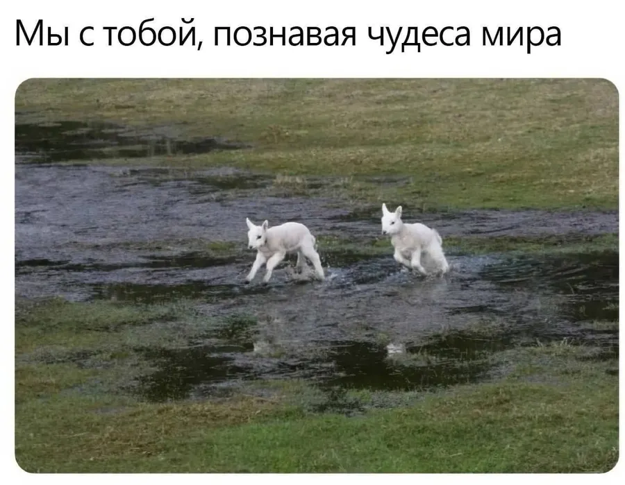 Untitled meme