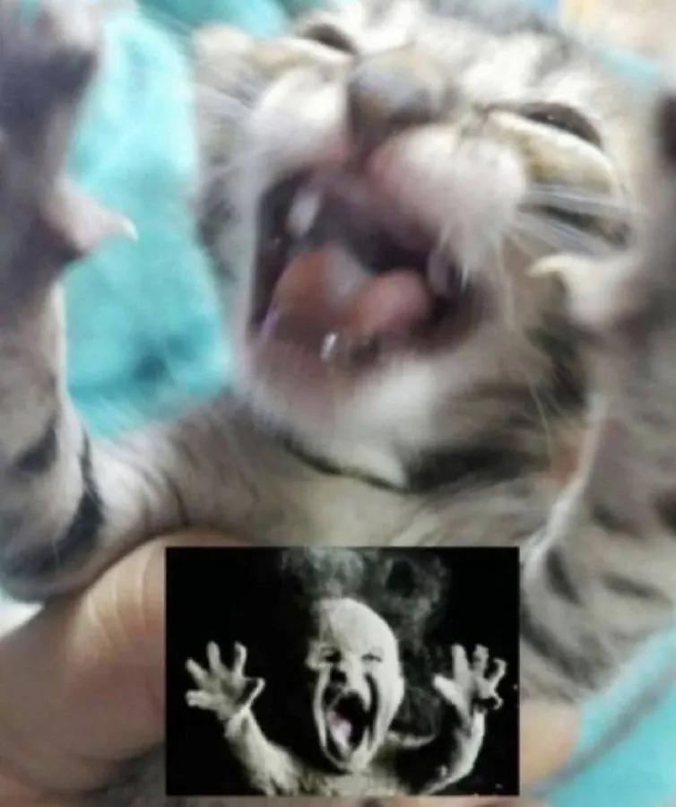 Untitled meme