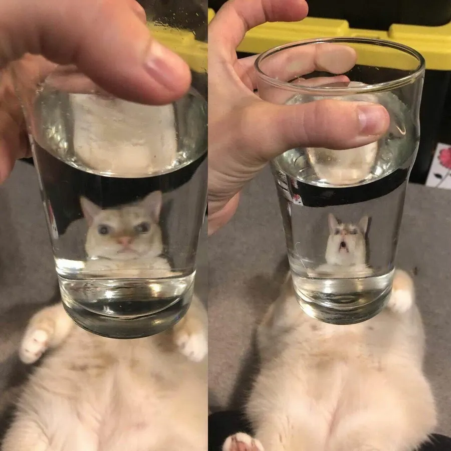 Untitled meme