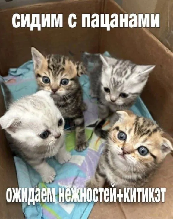Untitled meme