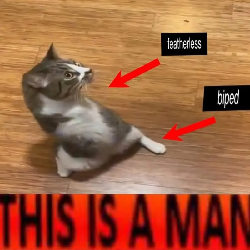 Untitled meme