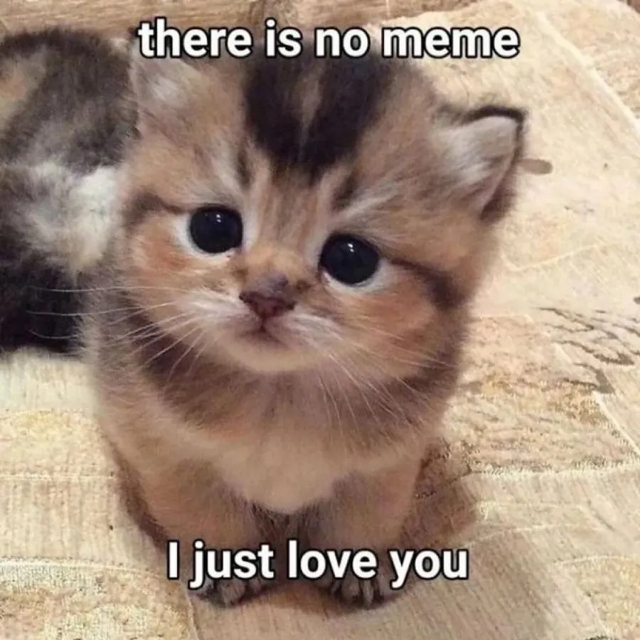 Untitled meme