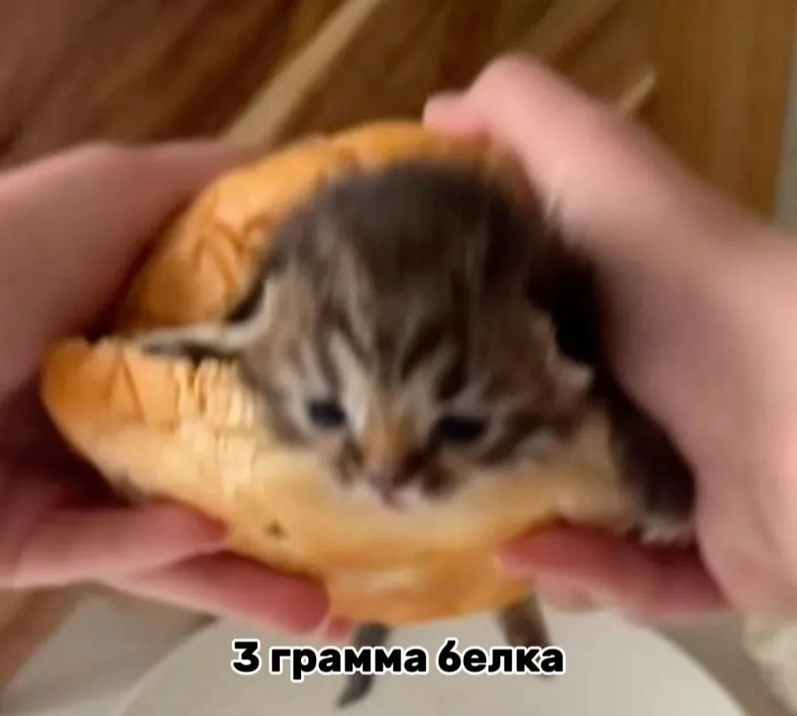 Untitled meme