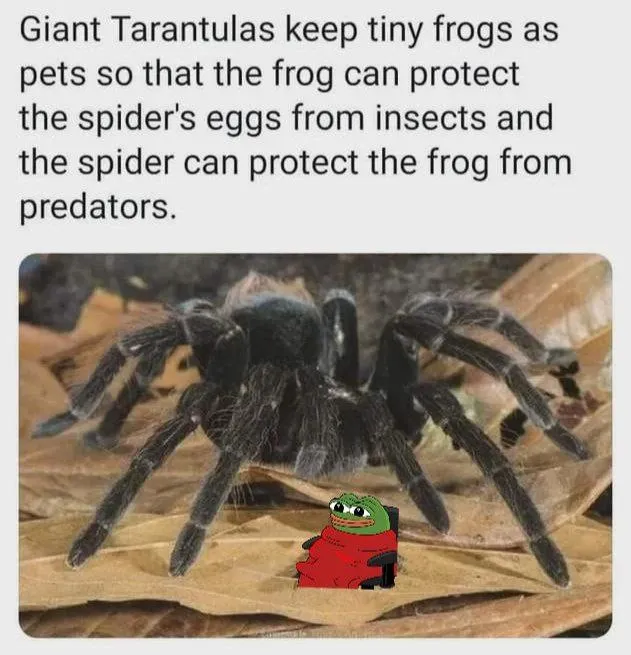 Untitled meme