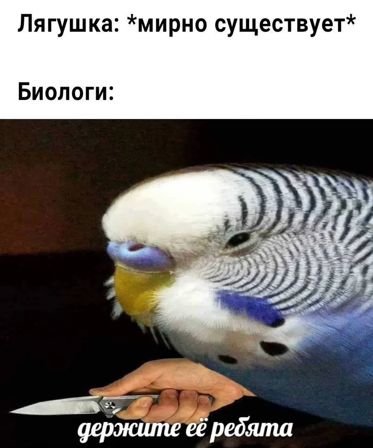 Untitled meme