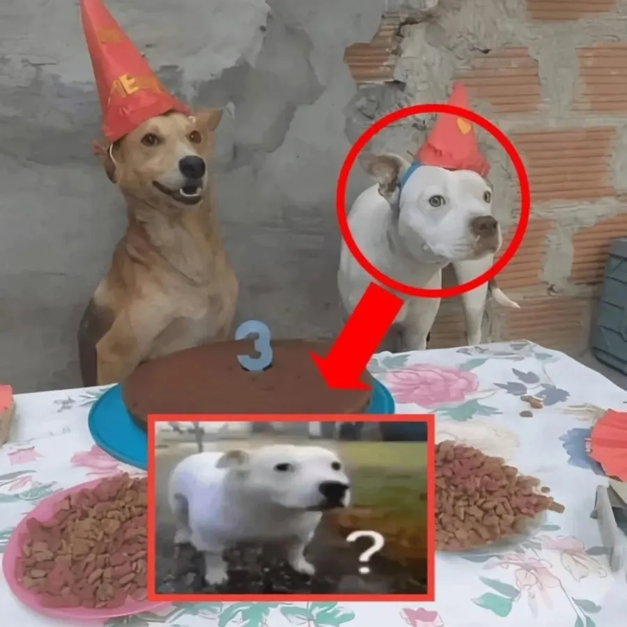 Untitled meme