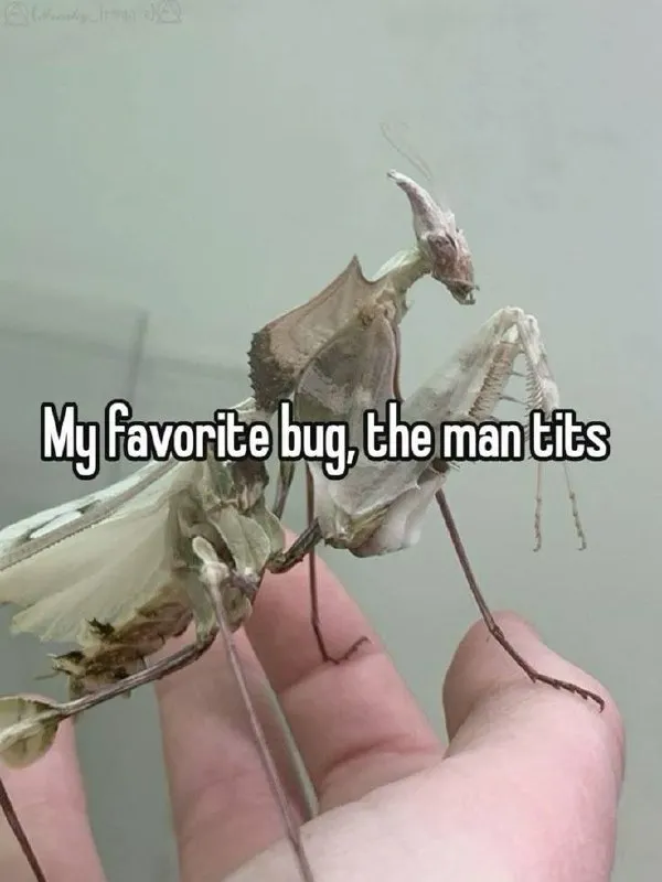 Untitled meme