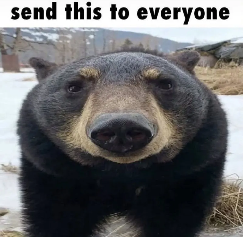 Untitled meme