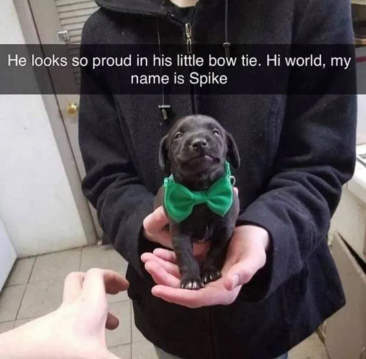Untitled meme