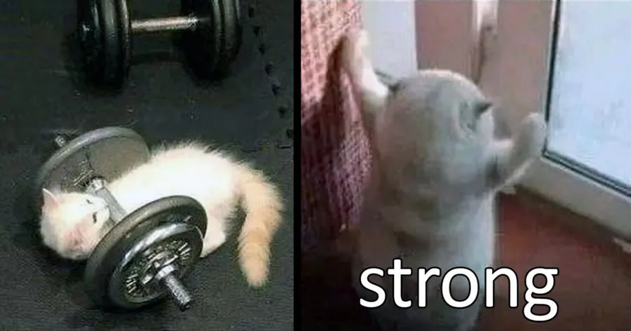 Untitled meme