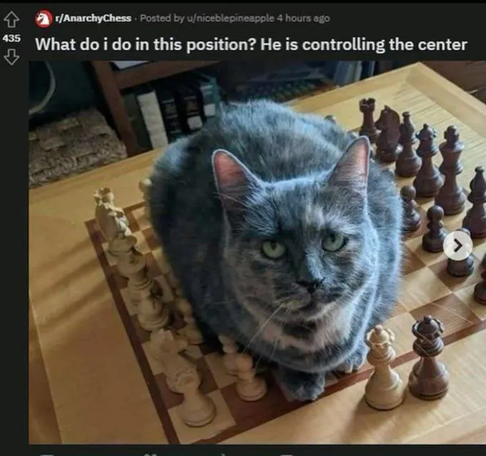 Untitled meme