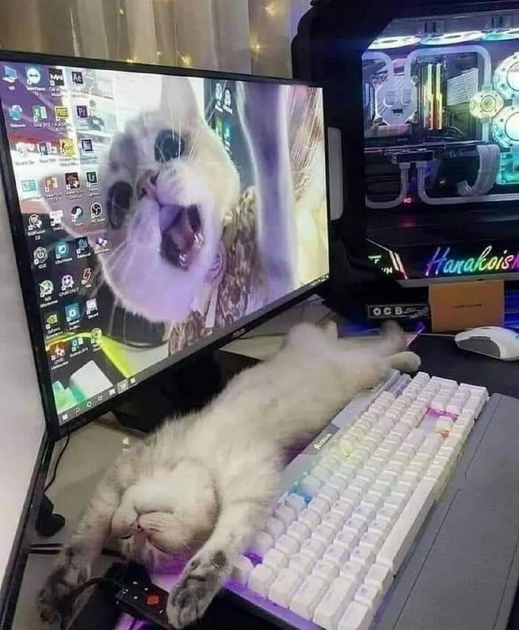 Untitled meme