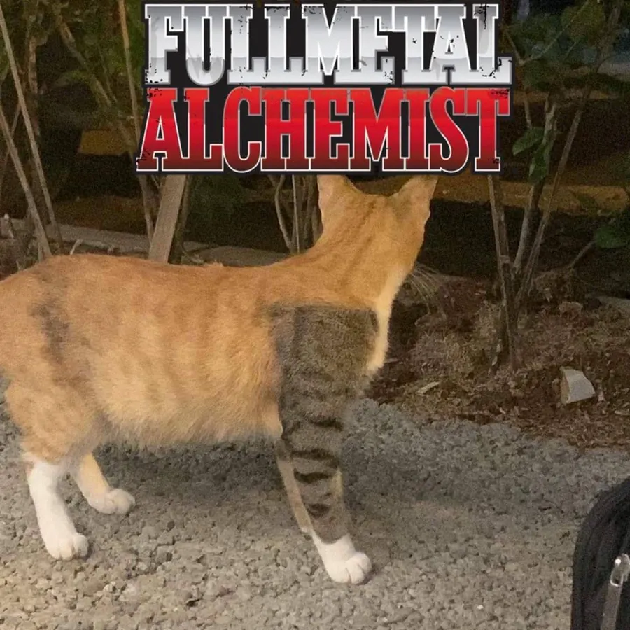 Untitled meme