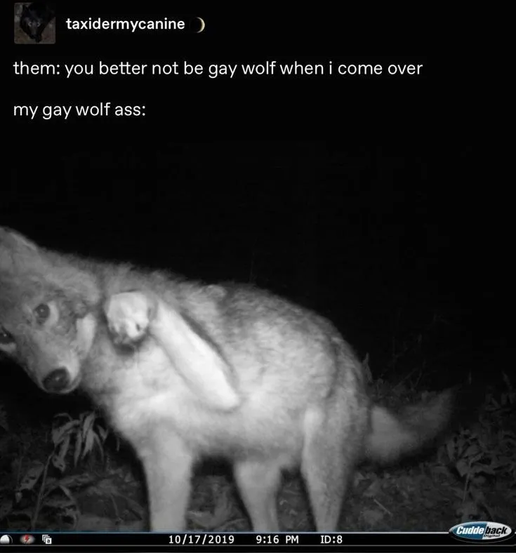 Untitled meme