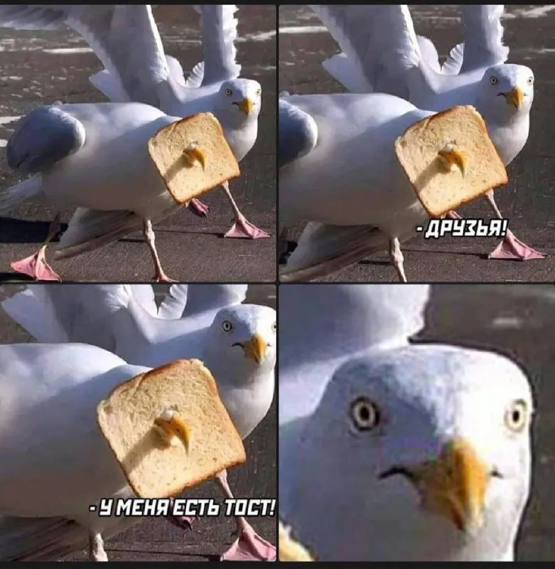 Untitled meme