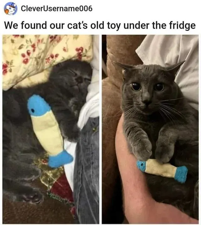 Untitled meme