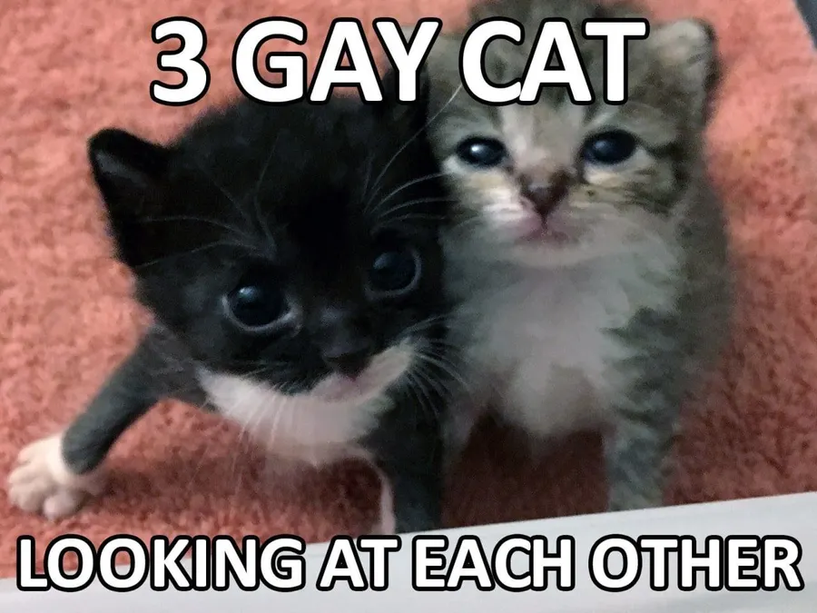 Untitled meme