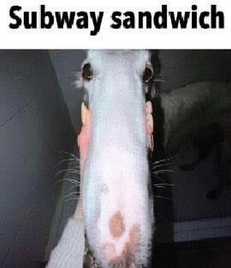 Untitled meme