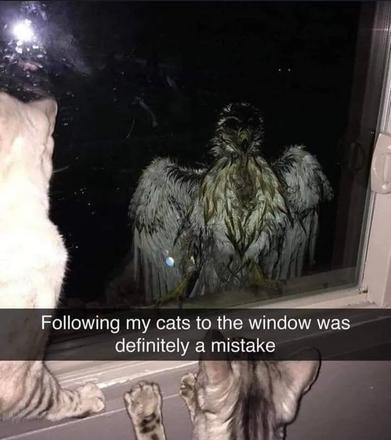 Untitled meme
