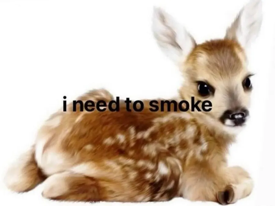 Untitled meme