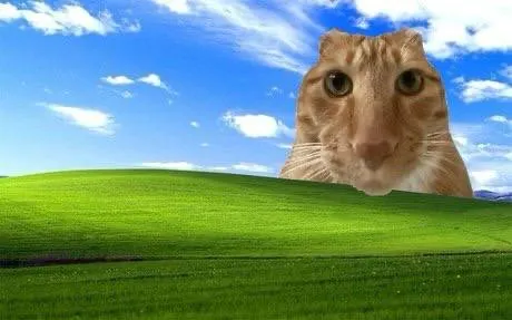 Untitled meme