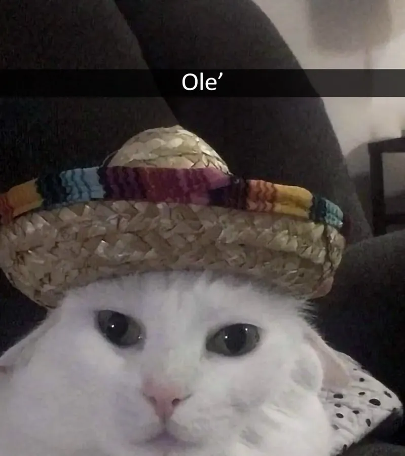 Untitled meme
