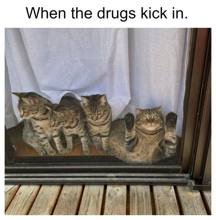 Untitled meme