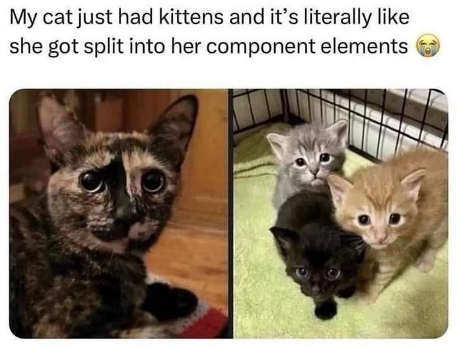 Untitled meme