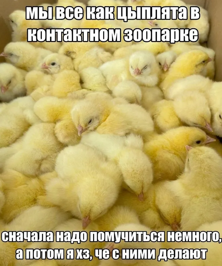 Untitled meme