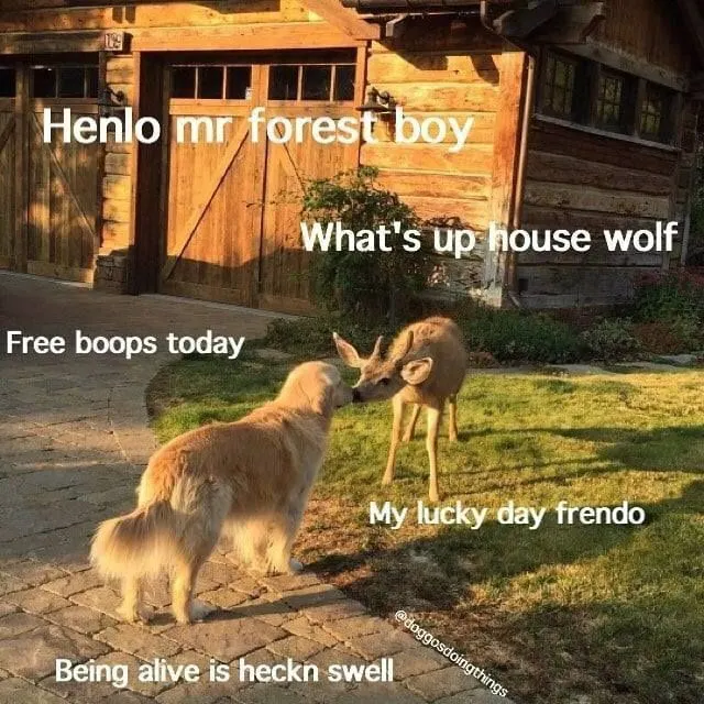 Untitled meme