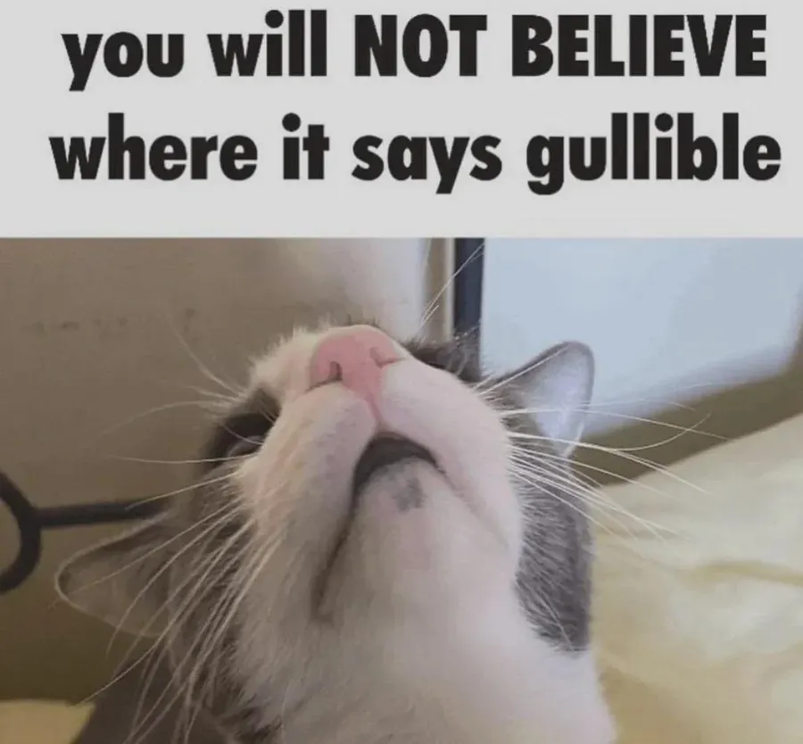 Untitled meme