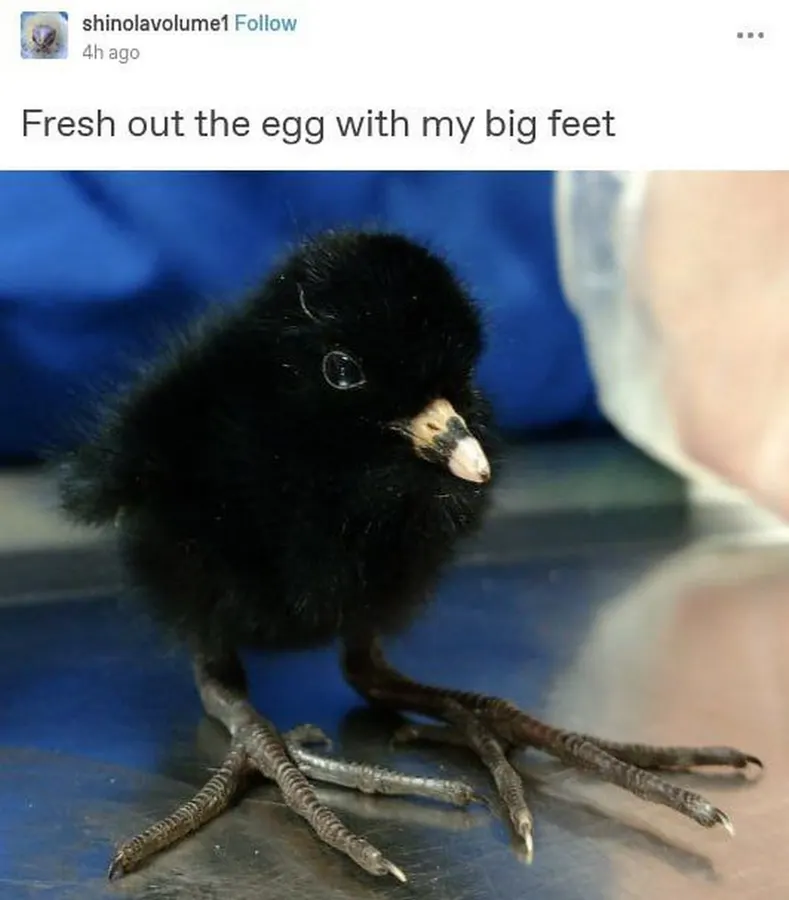 Untitled meme