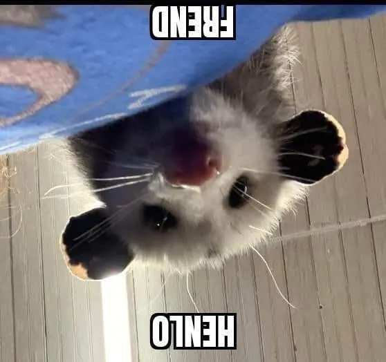 Untitled meme