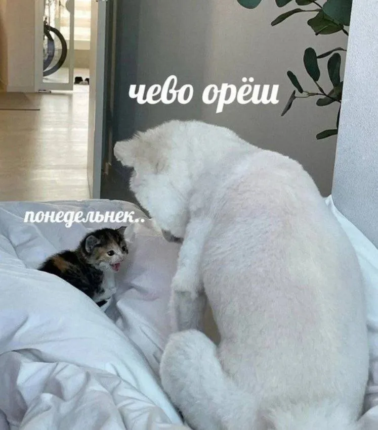 Untitled meme